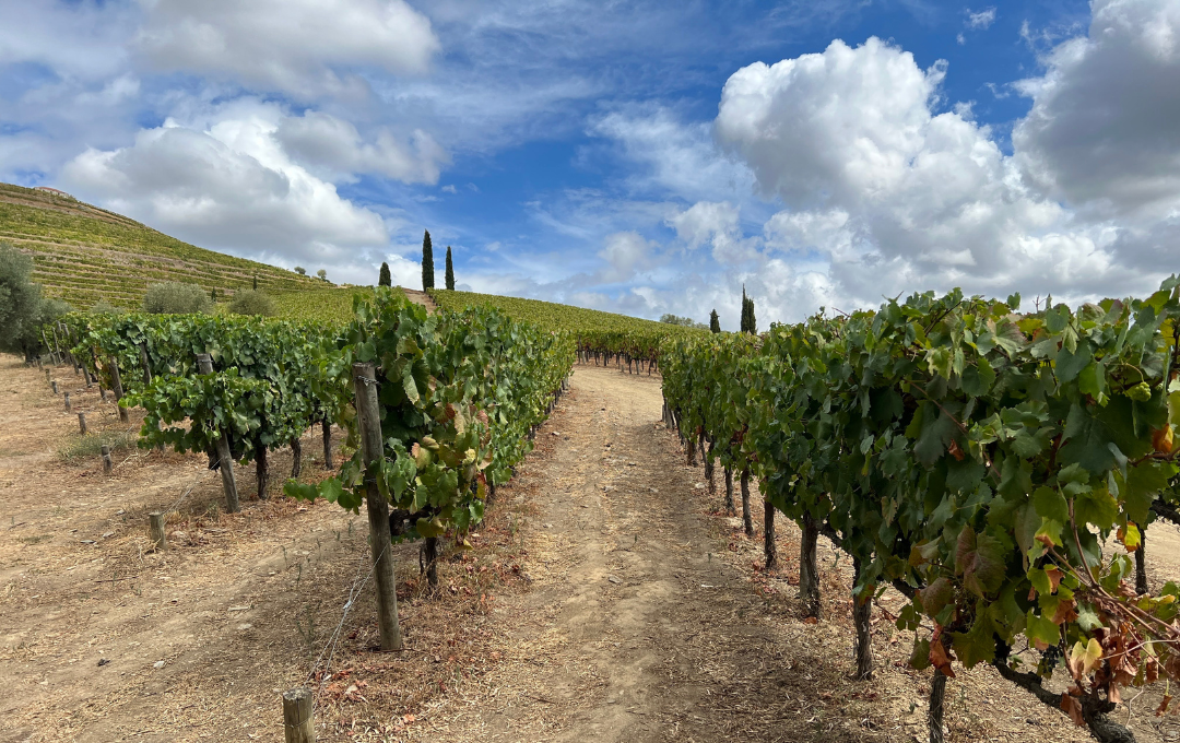 Palverännak rattal 1