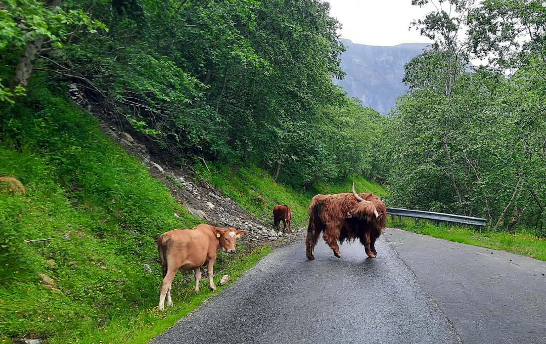 KODULEHE pildid - 2025-11-19T155124.445