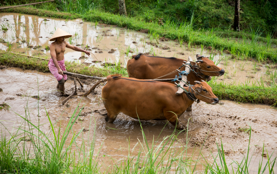 KODULEHE pildid - 2025-11-20T153434.353