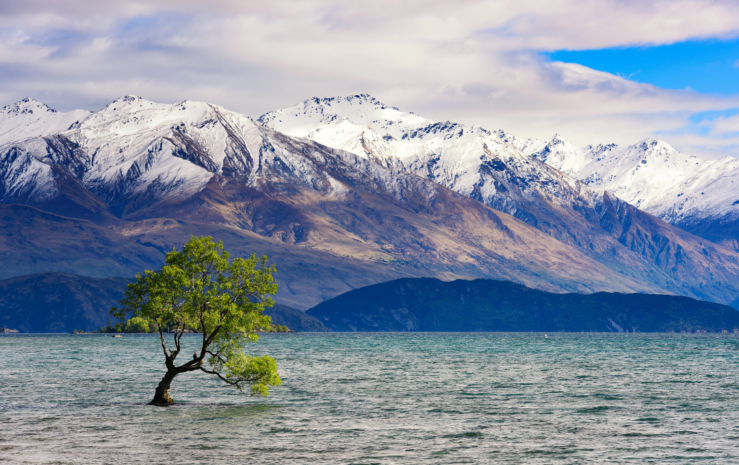 Austraalia-Uus_meremaa Wanaka tree