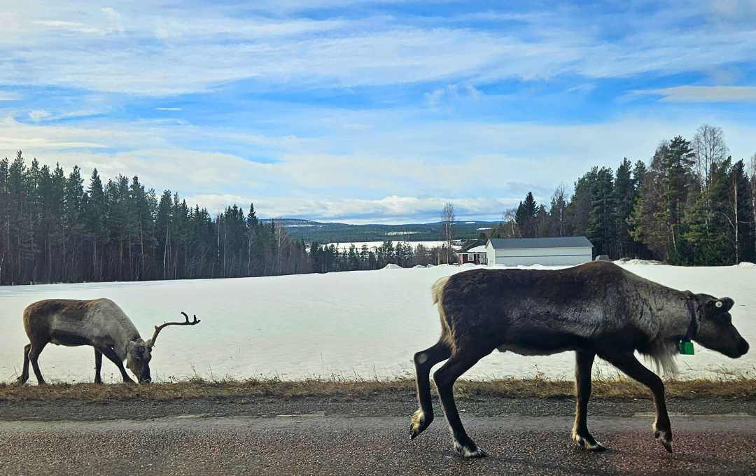 Nordenskiöldsloppet uus 1
